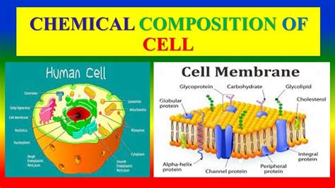 Image result for Cell Wall Structure and Chemical Composition