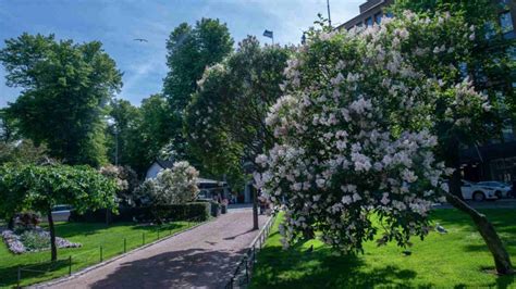 Image result for Lilac Tree Root System