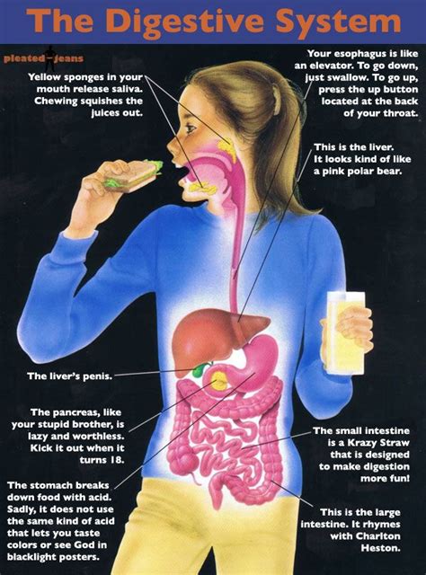 Image result for Our Digestive System