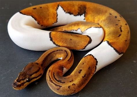 Image result for Pied Python