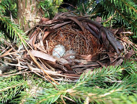 How to Build a Cardinal Nest に対する画像結果