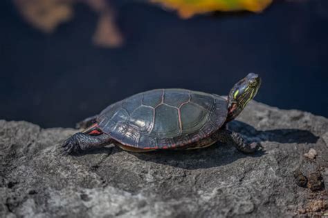 Image result for Bumpy Painted Turtle Shell