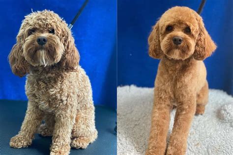 16 Best Cavapoo Haircuts With Pictures! (2025 Updated)