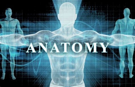 Python Anatomy に対する画像結果