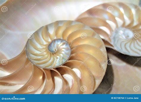 Image result for Sea Shell Fibonacci