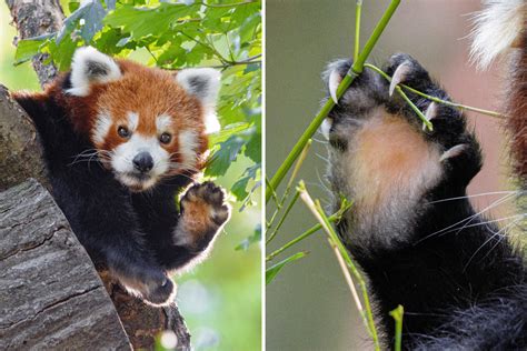 Toradh íomhá ar Red Panda Information