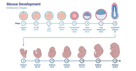 Image result for Human vs Animal Embryo