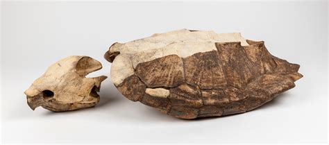 Super Rare Alligator Snapping Turtle に対する画像結果