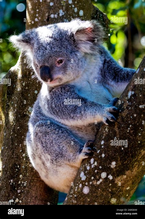 Koala Sitting in Tree No Background に対する画像結果