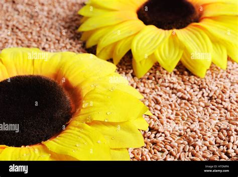 Image result for Wheat Pollination Cycle