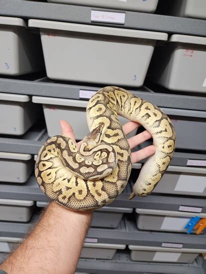 Bongo Black Pastel Lesser Ball Python に対する画像結果
