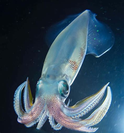 Image result for Pic of Squid