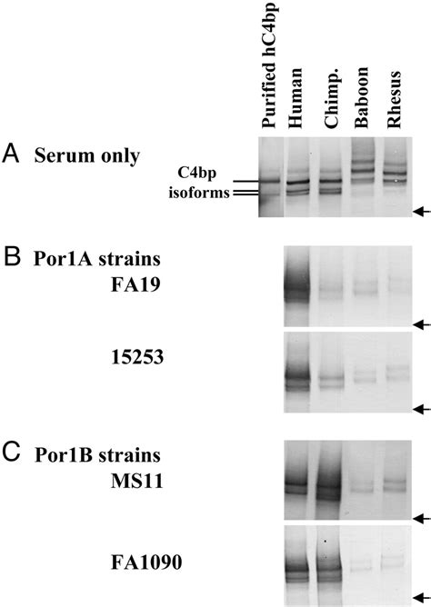 Image result for C4BP