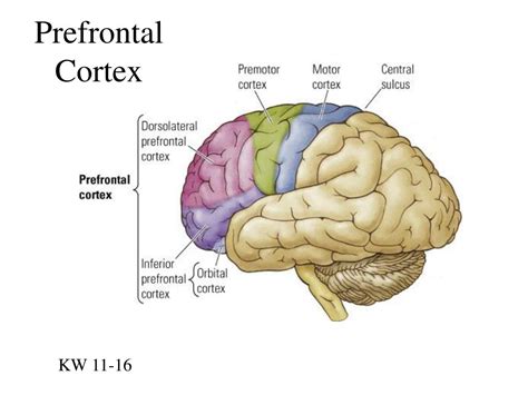Toradh íomhá ar The Cortex and Its Basic Subdivisions