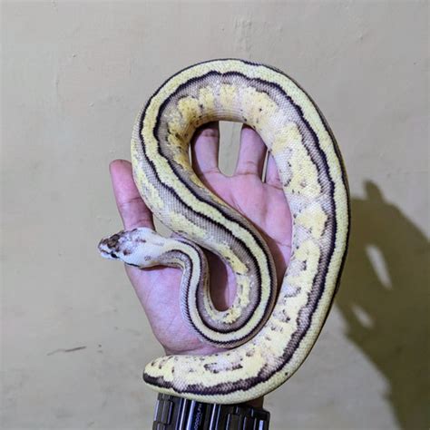 Bildergebnis für Super Specter Ball Python