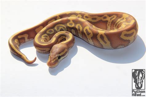 Image result for Python Head Turnaround