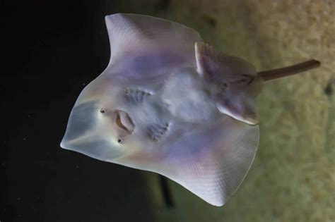 Image result for Skate Fish Types