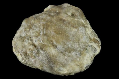 Image result for Fossil Pearl