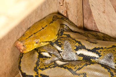Toradh íomhá ar Golden Head Reticulated Python