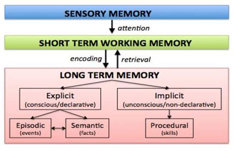 Image result for Long-Term Memory Structure