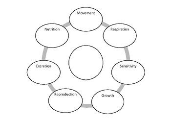 Image result for Movement Life Process Worksheet