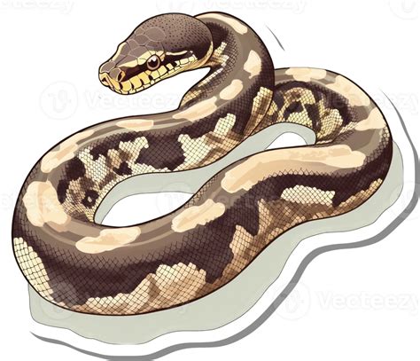 Ball Python Snake Outline に対する画像結果