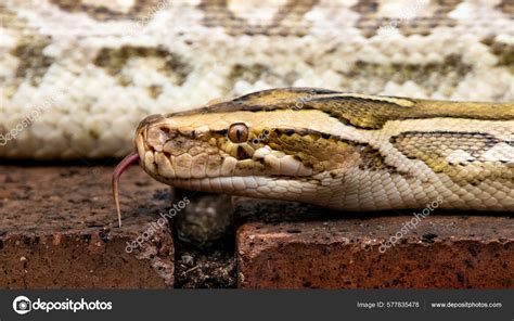 Image result for Python Dents