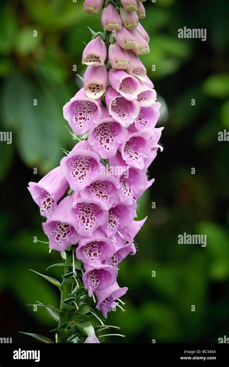 Image result for Digoxin Elixir