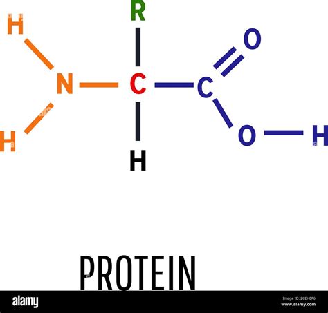 Toradh íomhá ar Protein Backbone Structure Formula
