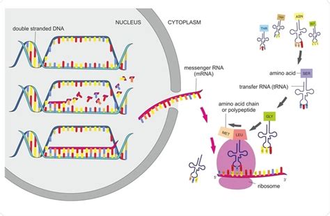 Afbeeldingsresultaten voor Protein Synthesis Process Diagram
