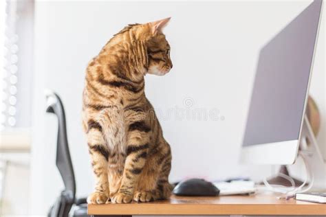 Cat Looking at Computer に対する画像結果
