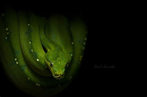 Image result for Wall Paper Designs Black Python