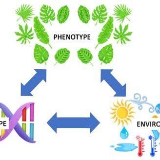 Image result for Phenotype Diagram Drawing