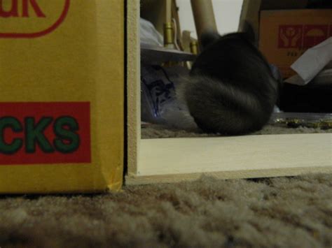 Toradh íomhá ar Paper Cut Shadow Box Tutorial