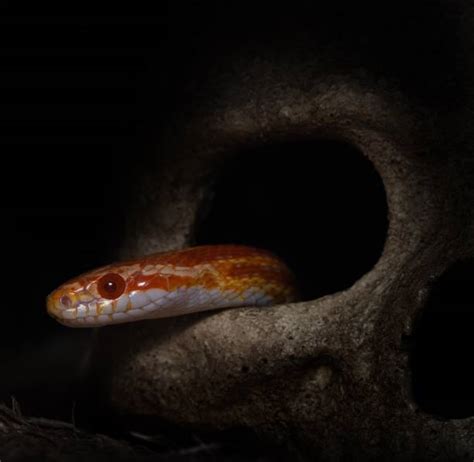 Toradh íomhá ar Python Skull Diagram