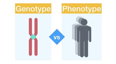 Toradh íomhá ar Genotype and Phenotype Bio-Blood