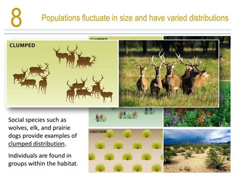 Image result for Clumped Distribution Examples