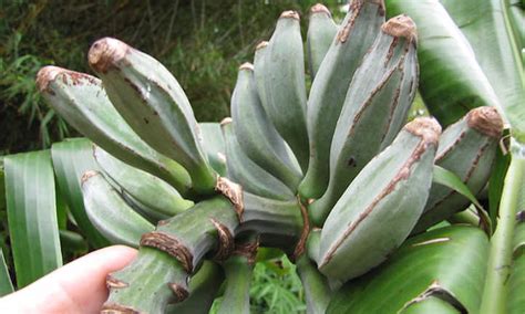 Toradh íomhá ar Blue Java Banana Tree