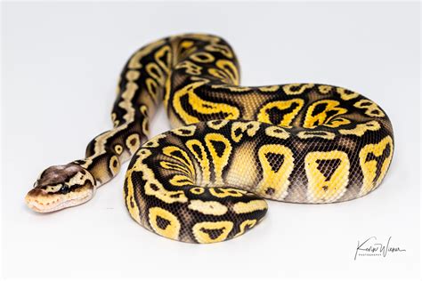 Ball Python Snake Mask に対する画像結果