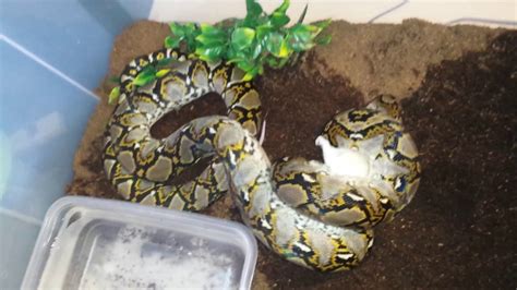 Image result for Reticulated Python Feeding Chart