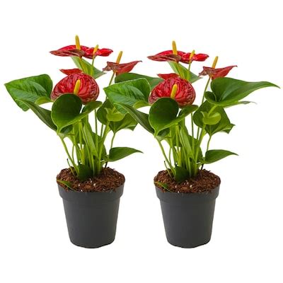 Image result for House Plant Near Me
