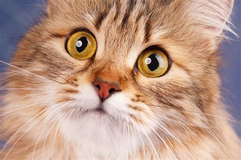 Smallest microSD to USB に対する画像結果