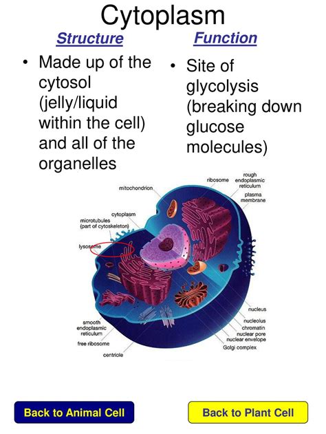 Image result for Cytoplasm Function