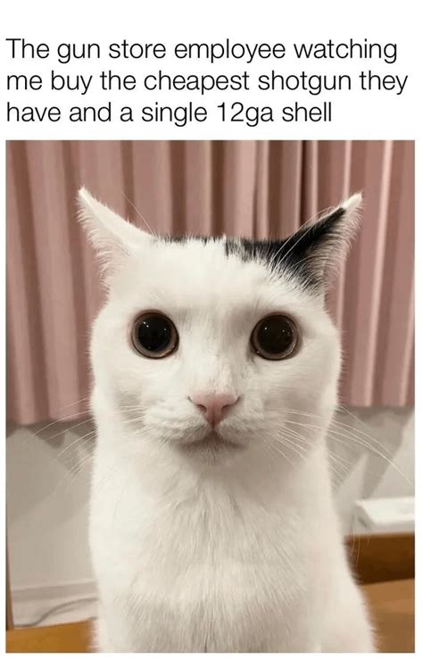 Every Distribution Is Normal Meme に対する画像結果