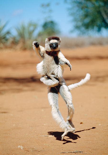 Image result for Hopping Animals