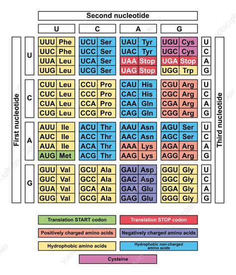 Image result for Standard Codon Frequency Table
