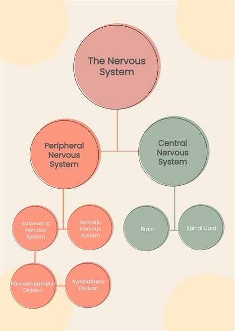 Image result for Human Nervous System Made Easy