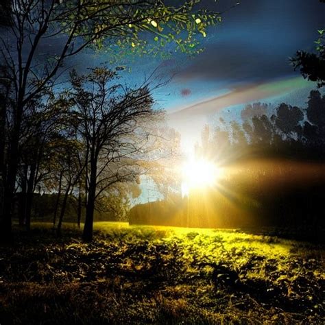 Image result for Morning Light Meadow