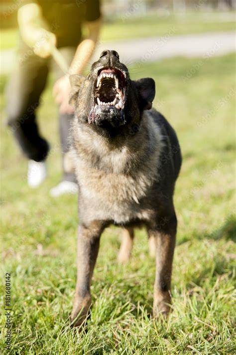 Image result for Angry German Shepherd