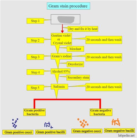 Image result for Gram Stain Bacterial Low Chart